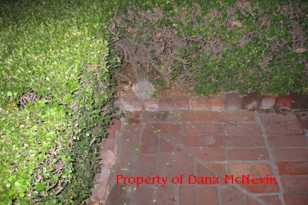 Orb in the  Whaley House Garden